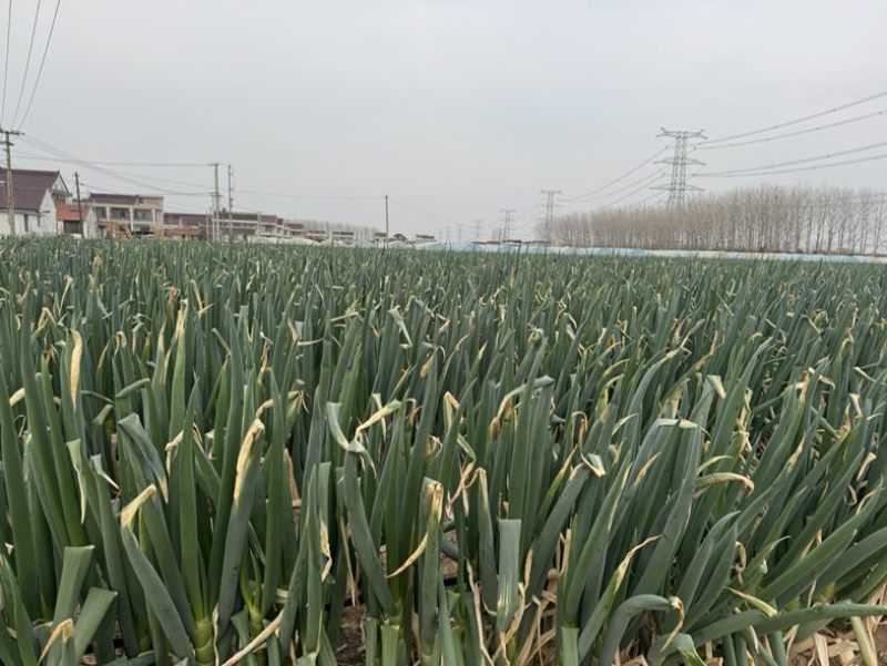铁杆大葱
