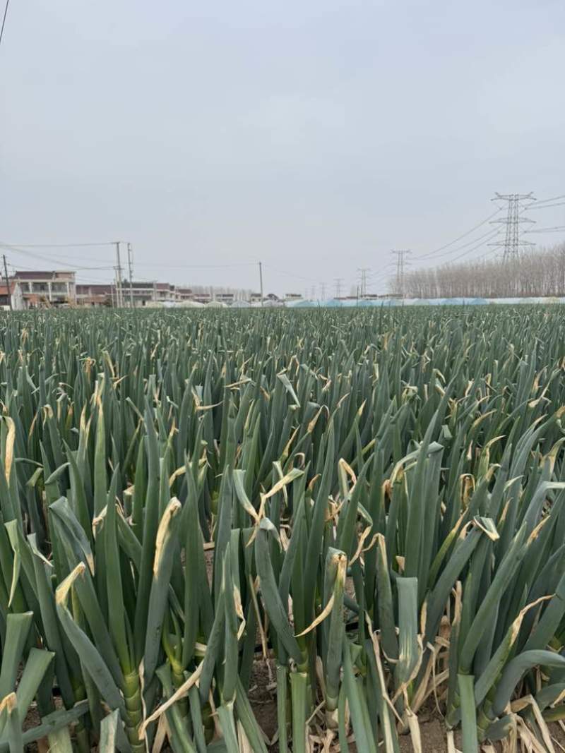 铁杆大葱