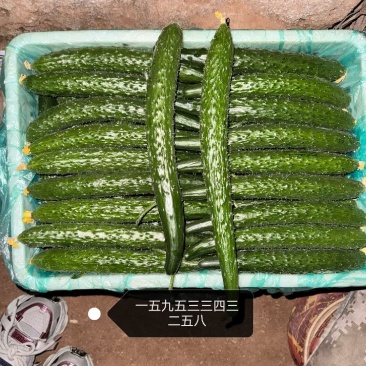 山东沂源密刺黄瓜