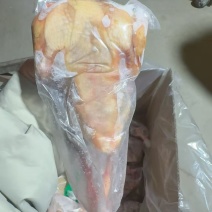 原粮鸽子