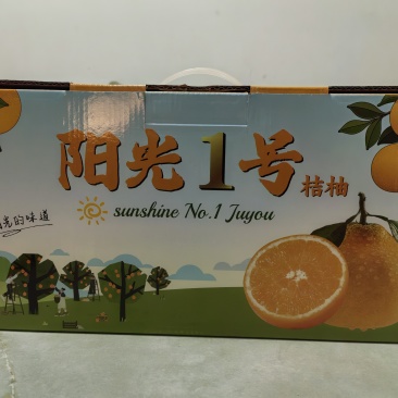 阳光一号桔柚