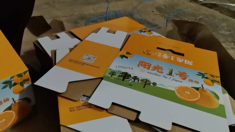 阳光一号桔柚