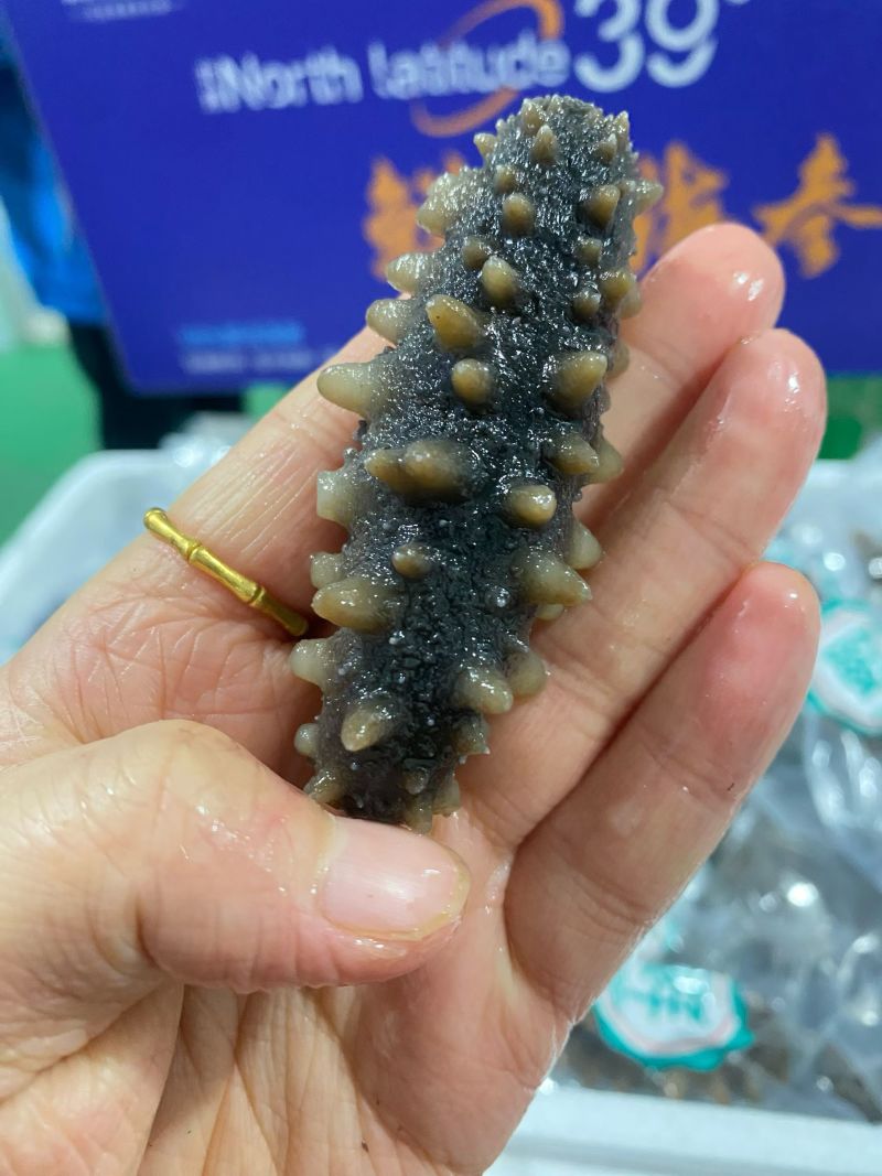 威海即食海参4.86一只