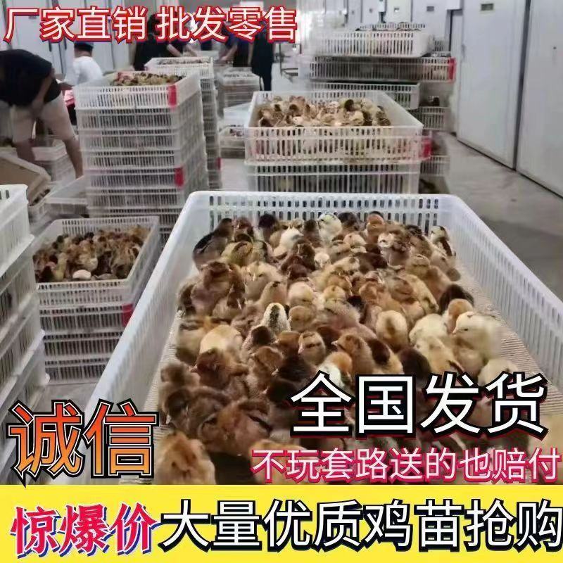 胡须鸡