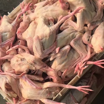 白条鸽单只套袋真空包装规格齐全