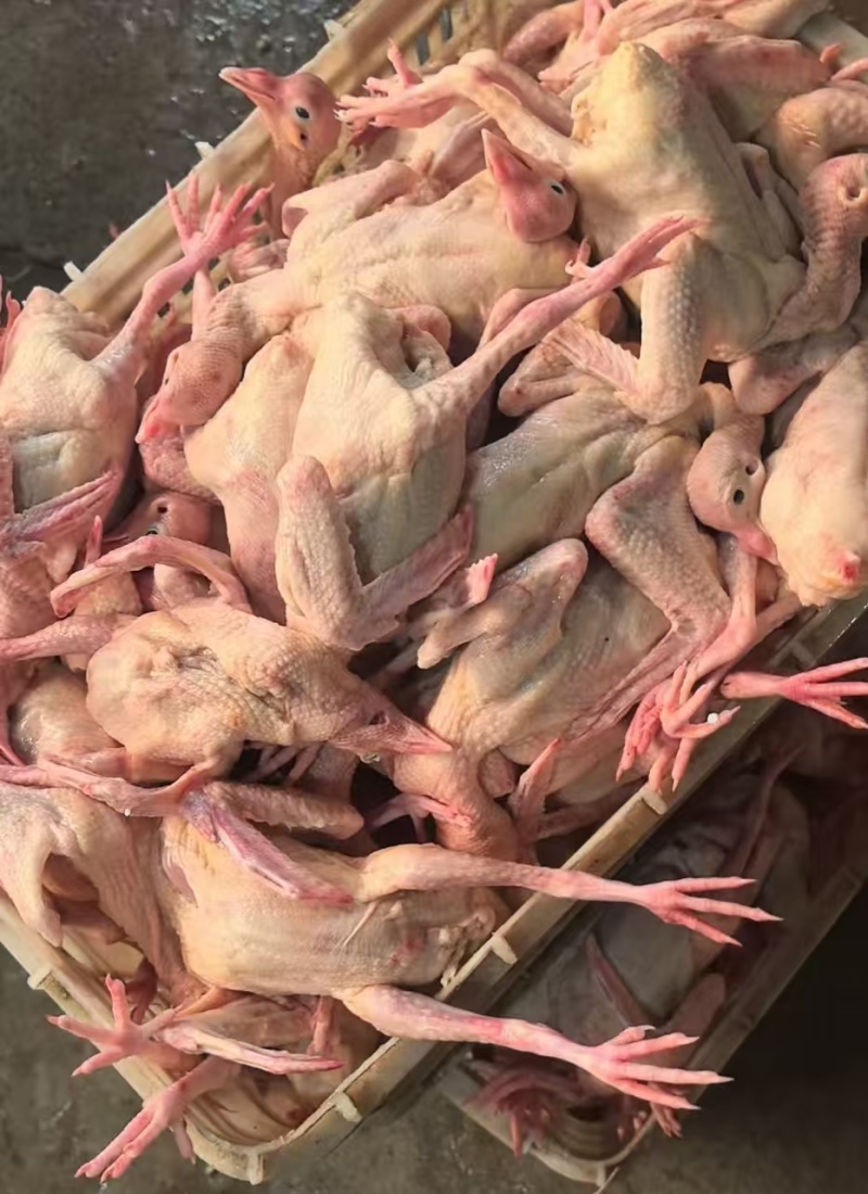 白条鸽单只套袋真空包装规格齐全