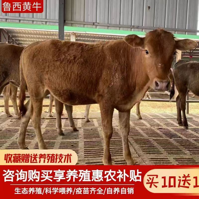 黄牛