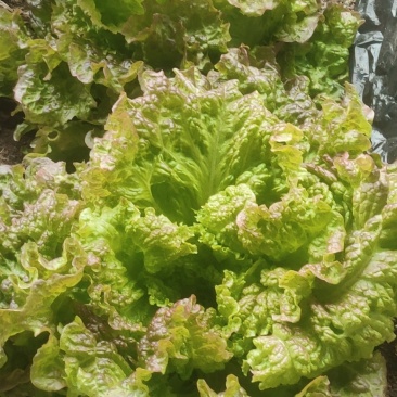 秦皇岛生菜