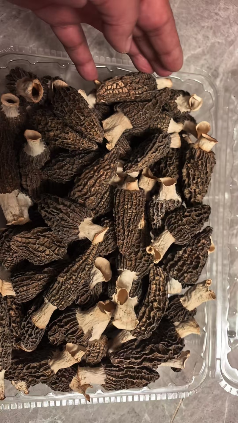 羊肚菌品质保障服务周到产地直发价格美丽欢迎联系