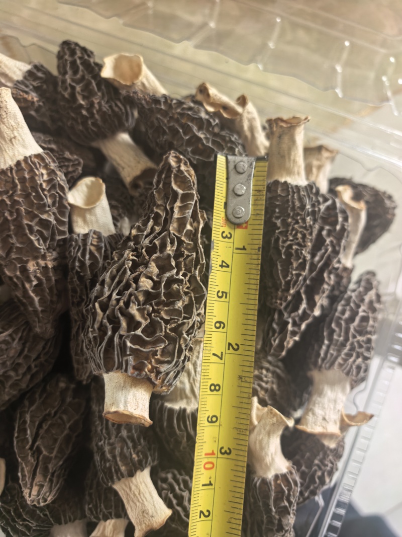 羊肚菌品质保障服务周到产地直发价格美丽欢迎联系