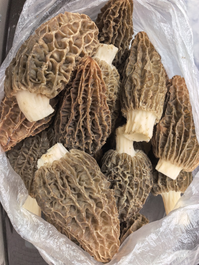 羊肚菌品质保障服务周到产地直发价格美丽欢迎联系