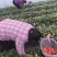 闻集草莓