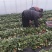 闻集草莓