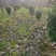 雀舌黄杨