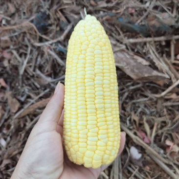 徐闻县玉米
