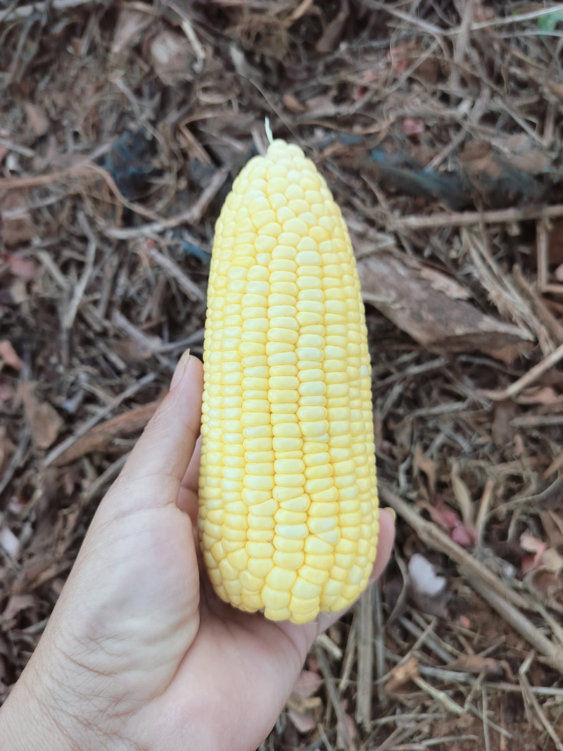 徐闻县玉米