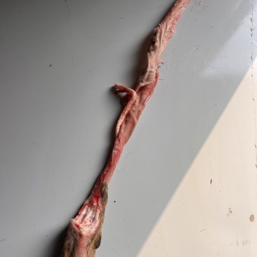 鲜鹿筋，有意电聊
