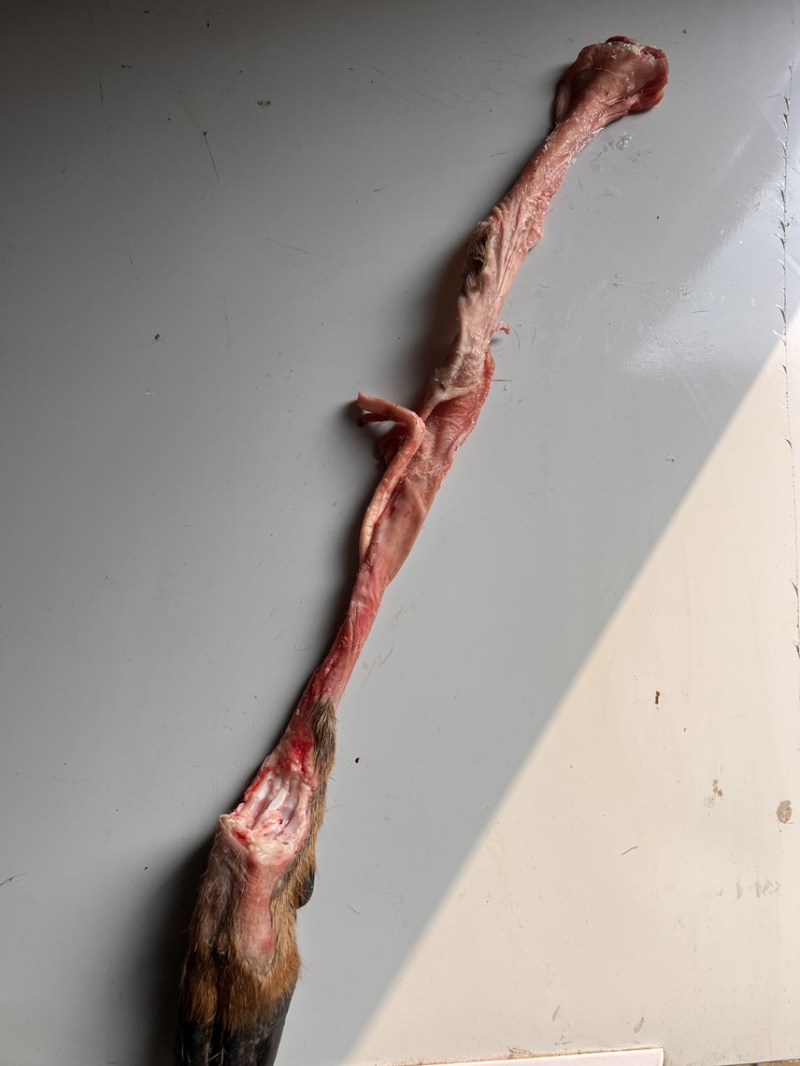 鲜鹿筋，有意电聊