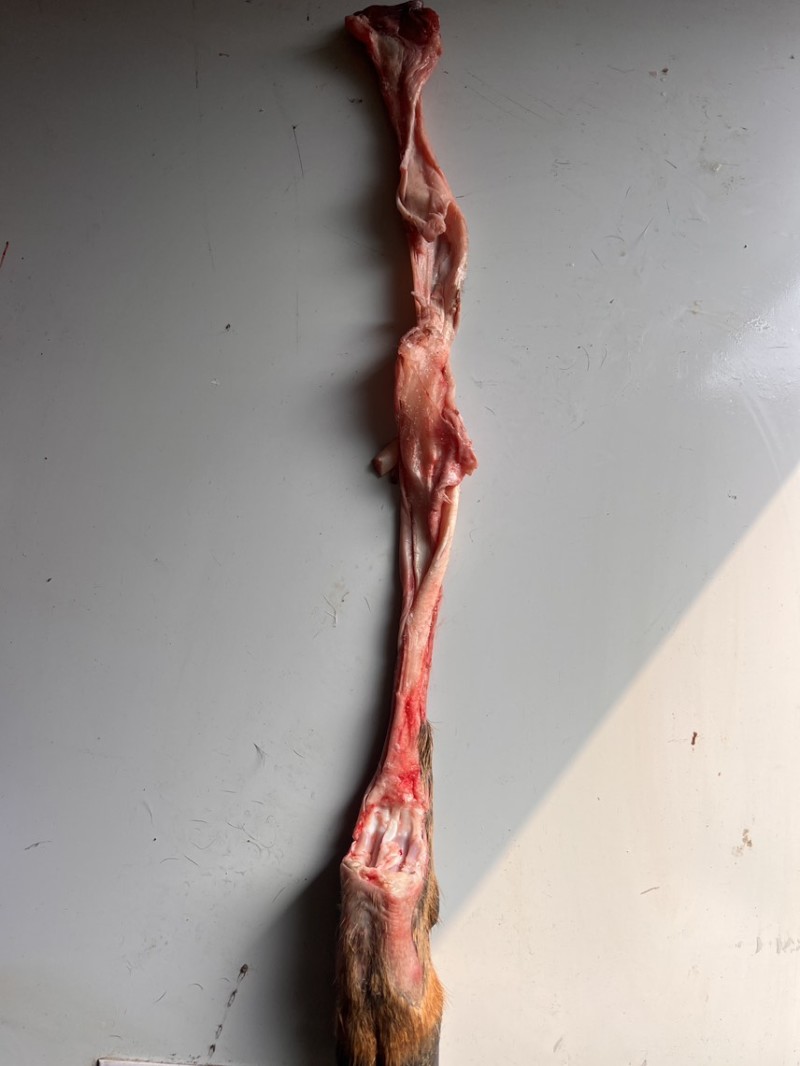 鲜鹿筋，有意电聊