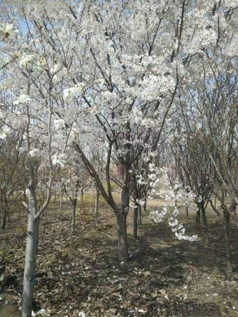 樱花