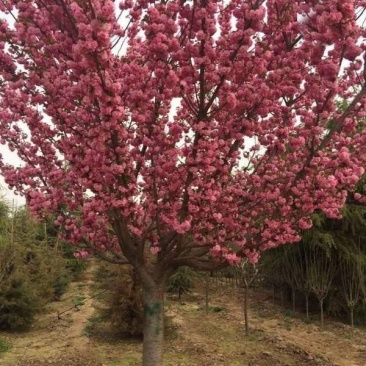 樱花