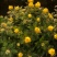 日光菊