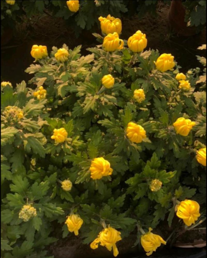 日光菊