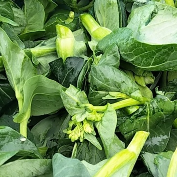 菜心