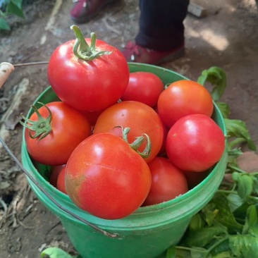 西红柿🍅，大果大红