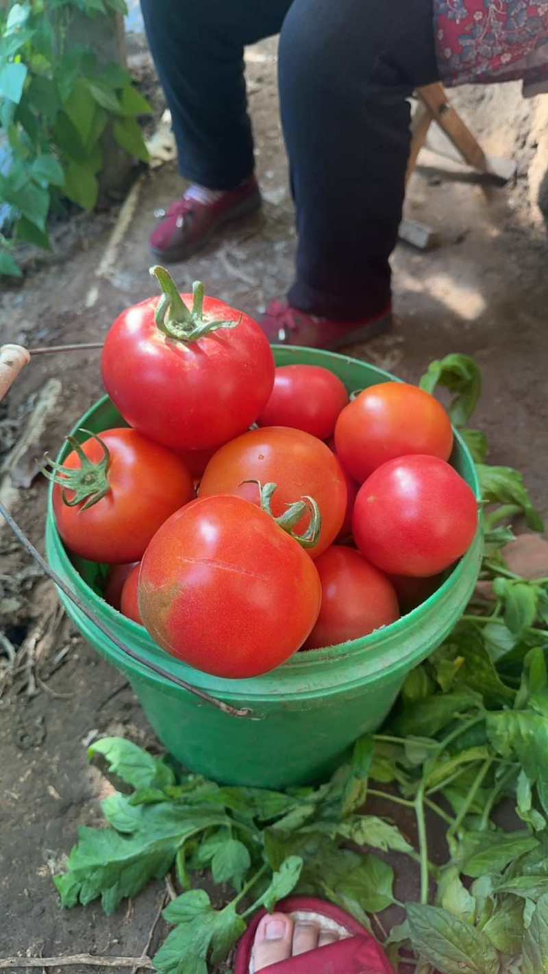 西红柿🍅，大果大红