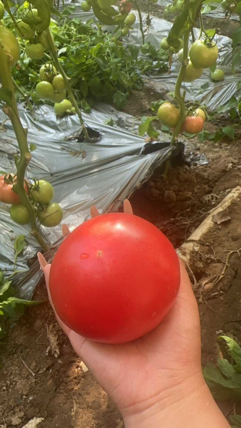 西红柿🍅，大果大红