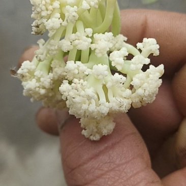 散花菜