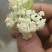 散花菜