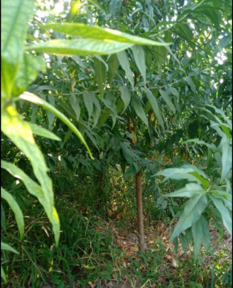 山毛桃树