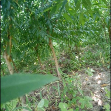 山毛桃树