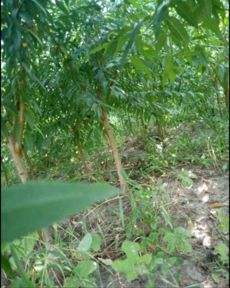 山毛桃树
