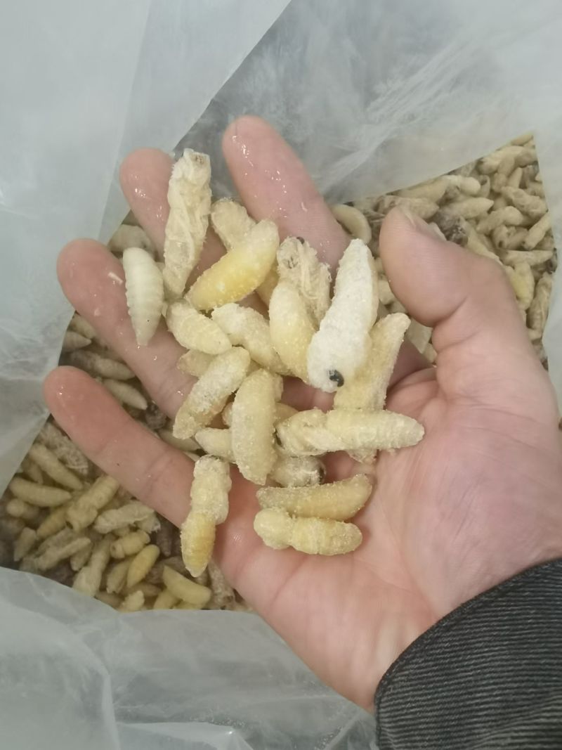 1级2级大土蜂蜂