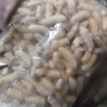 1级2级大土蜂蜂