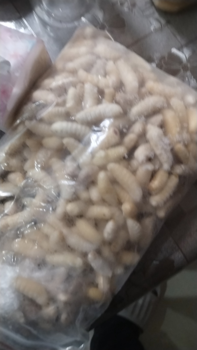 1级2级大土蜂蜂