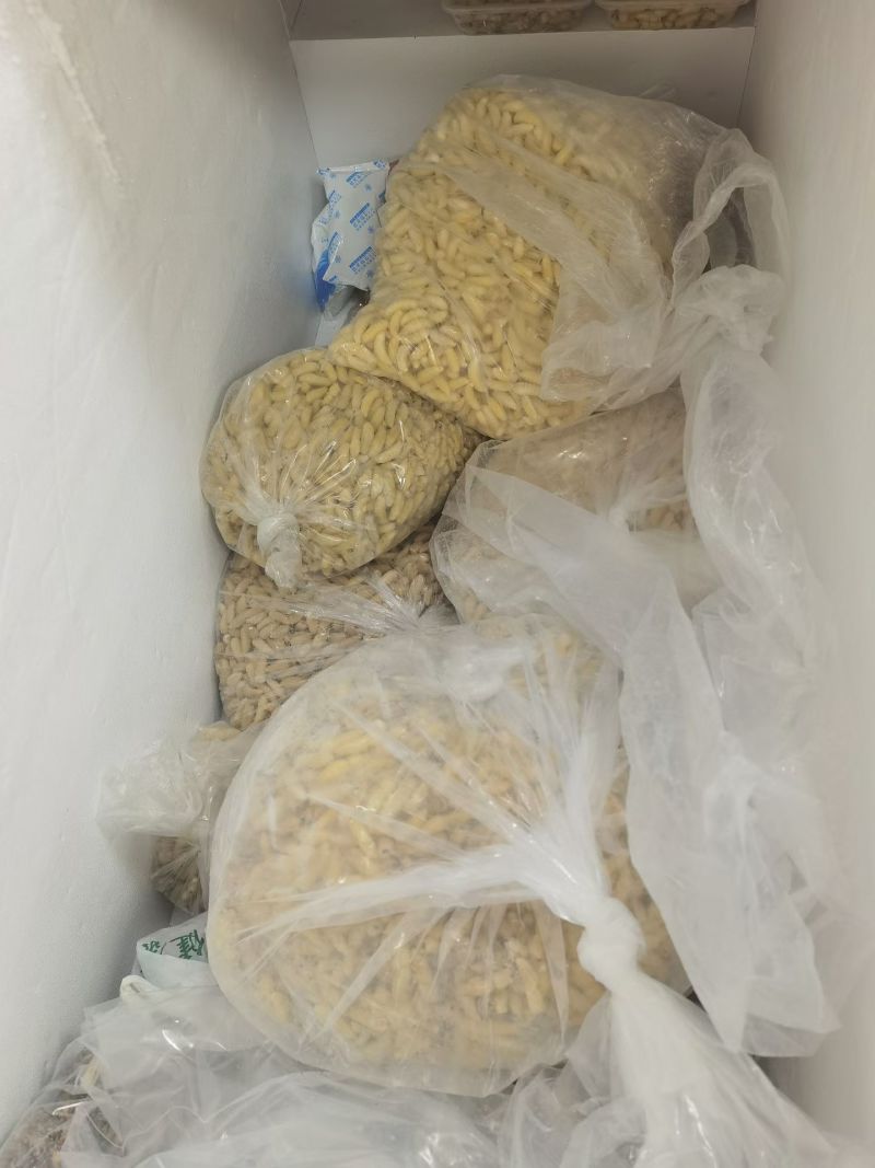 1级2级大土蜂蜂