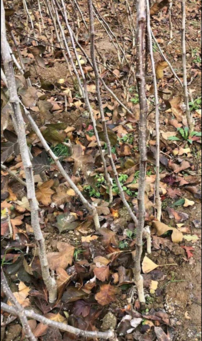 山楂树