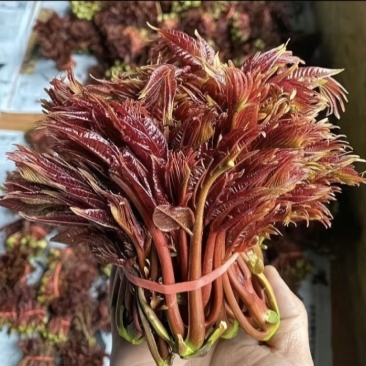 自然野椿芽