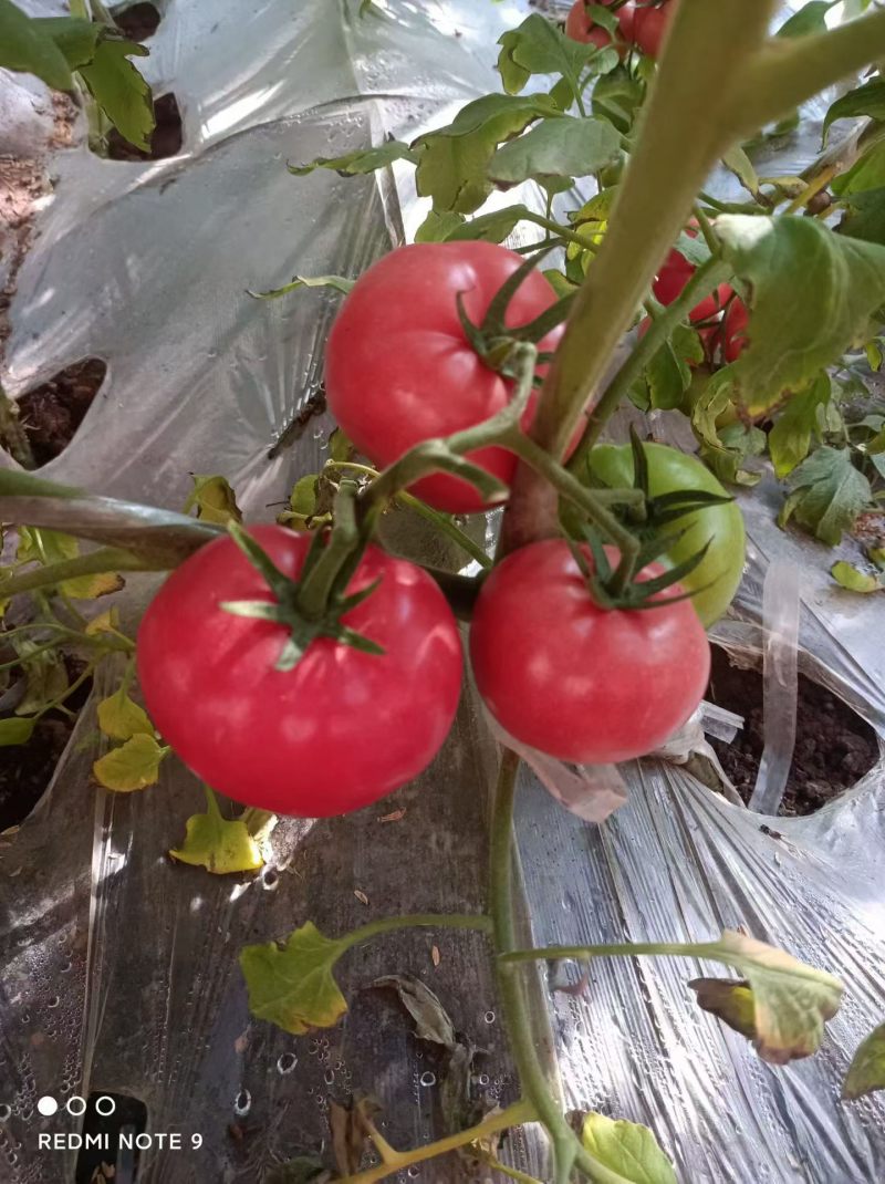 逯村普罗旺斯水果西红柿