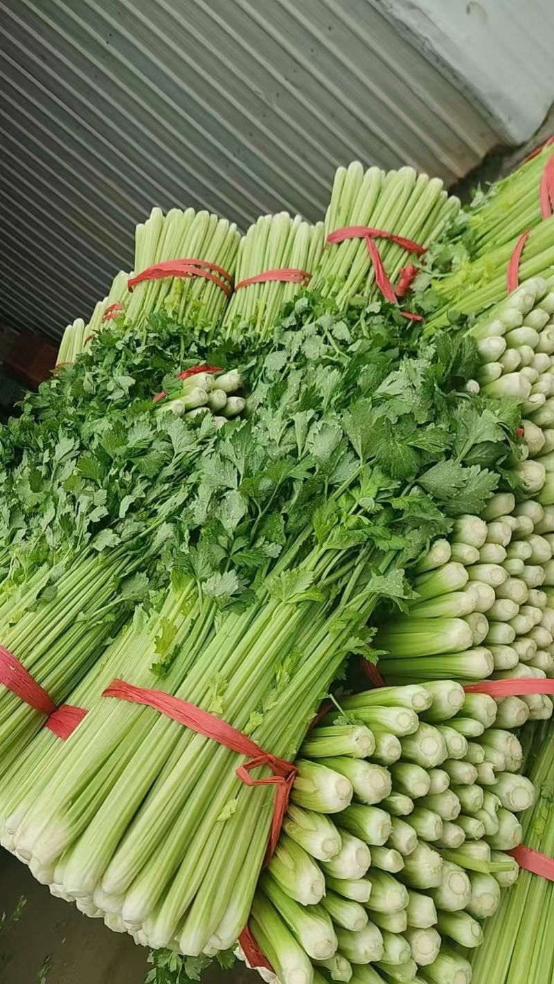 大芹菜