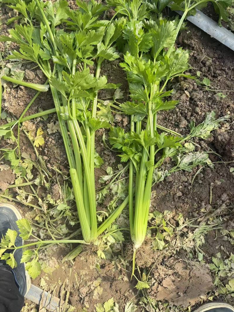大芹菜