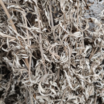 山东沂蒙山小叶艾草