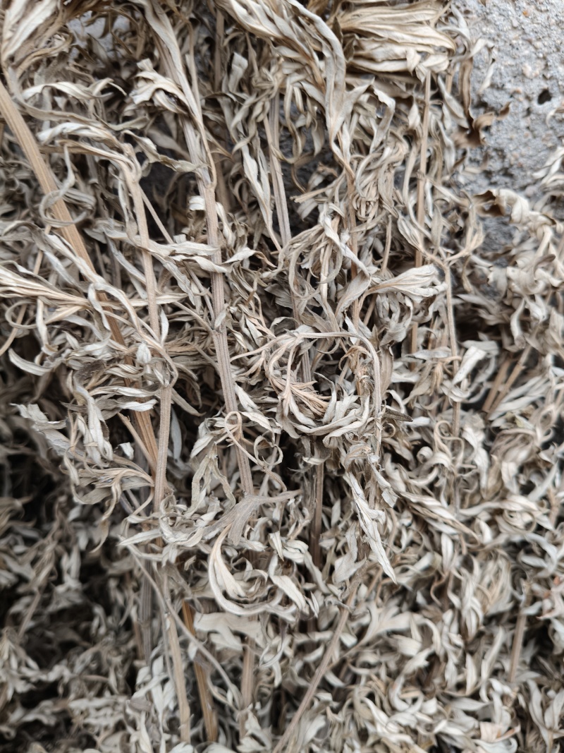 山东沂蒙山小叶艾草