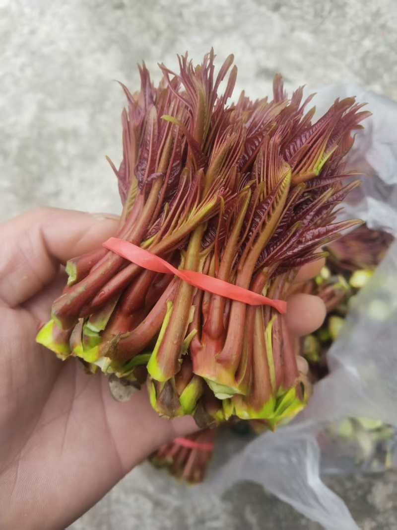 四川红油香椿芽