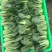 南阳叶菜