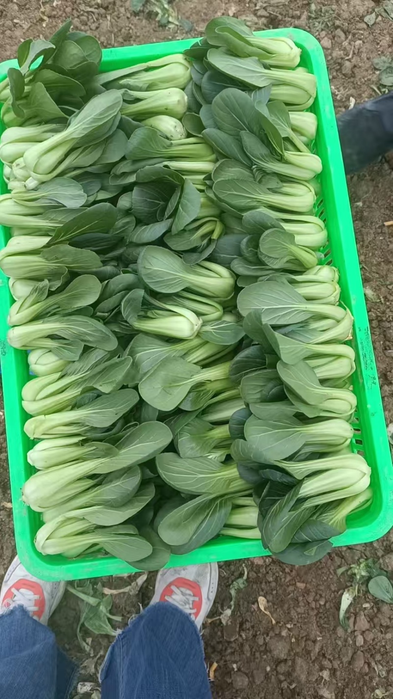南阳叶菜